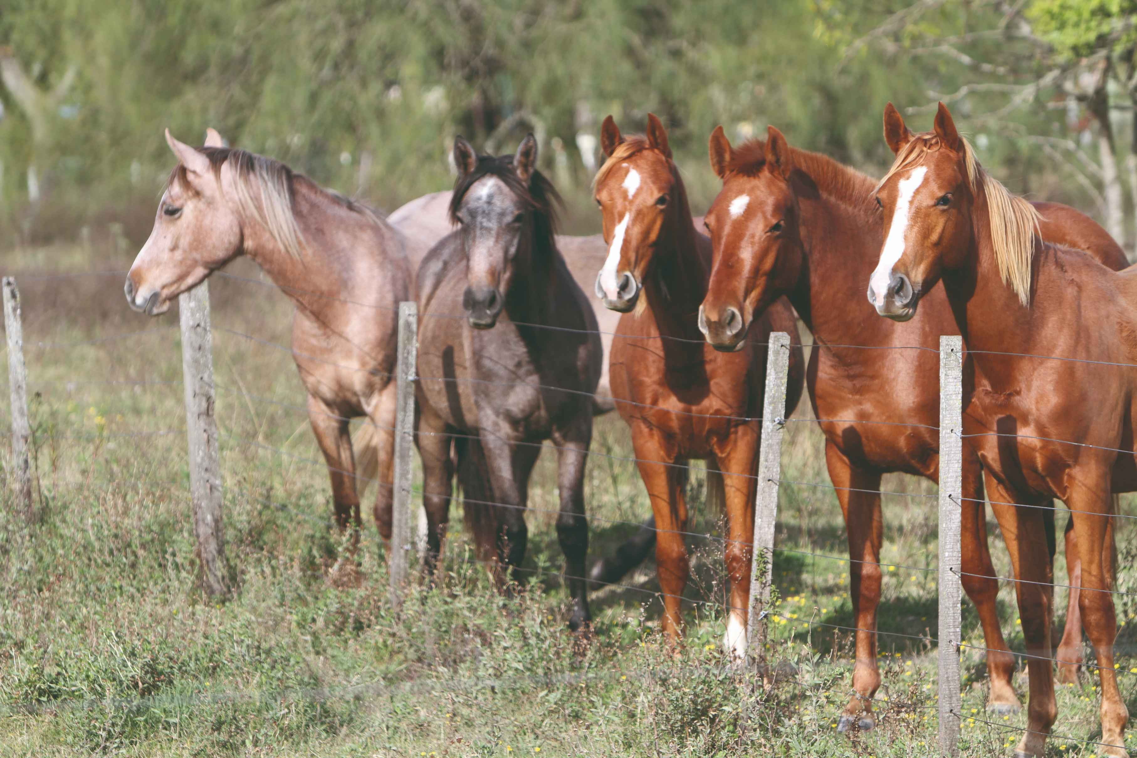 D'Argentine en Uruguay, découvrez les rives du Rio de la Plata. - Estancia Ombú de Areco - Buenos Aires - Estancia Ombu de Areco - Buenos Aires