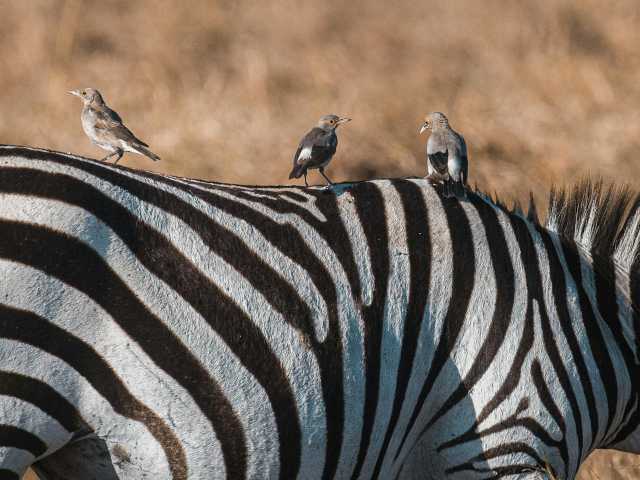 14 Dagen Safari & Strand: De Tanzania Huwelijksreis Ontsnapping