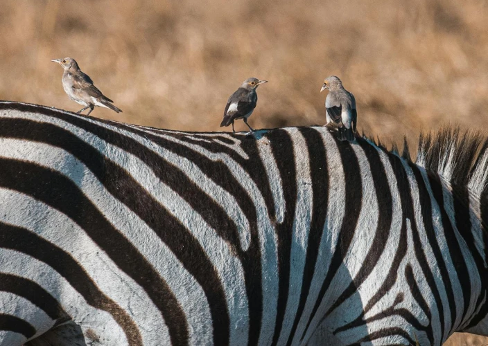 14 Dias de Safari & Praia: A Fuga de Lua de Mel na Tanzânia - Experiência com a Vida Selvagem do Serval - Foto do dia