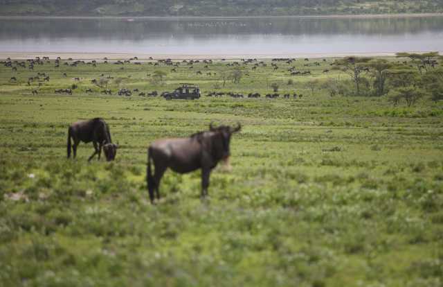 Simba Safari: Discover the Wild Side of Tanzania