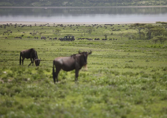 Simba Safari: Discover the Wild Side of Tanzania - Lake Manyara Game Drive & Transfer to Serengeti National Park - Photo of the day