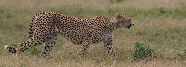 7 jours au Serengeti en safari de luxe pendant la migration. - Zone de Ndutu - Serengeti central après la migration - Zone de Ndutu - Serengeti central après la migration
