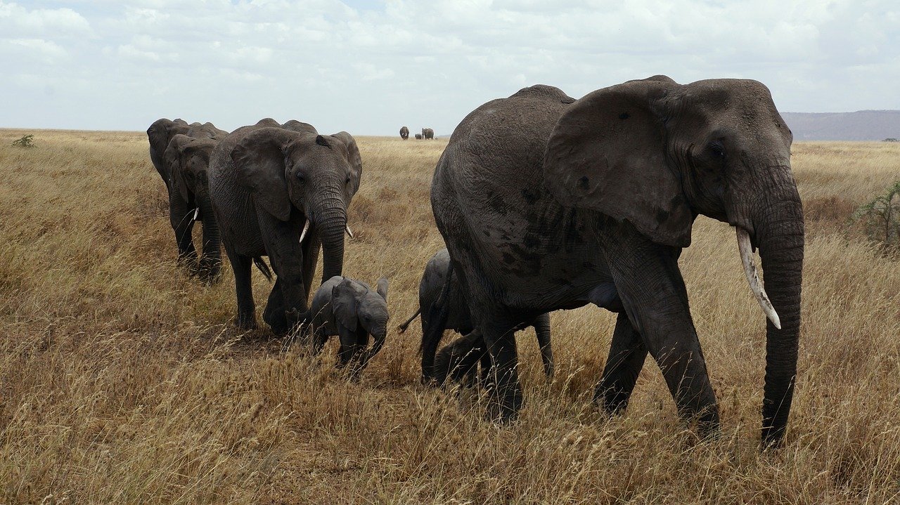 DE SAFARI BABY GNOES IN 11 DAGEN - Lake Natron, Serengeti Nationaal Park - Lac Natron, Parc National du Serengeti