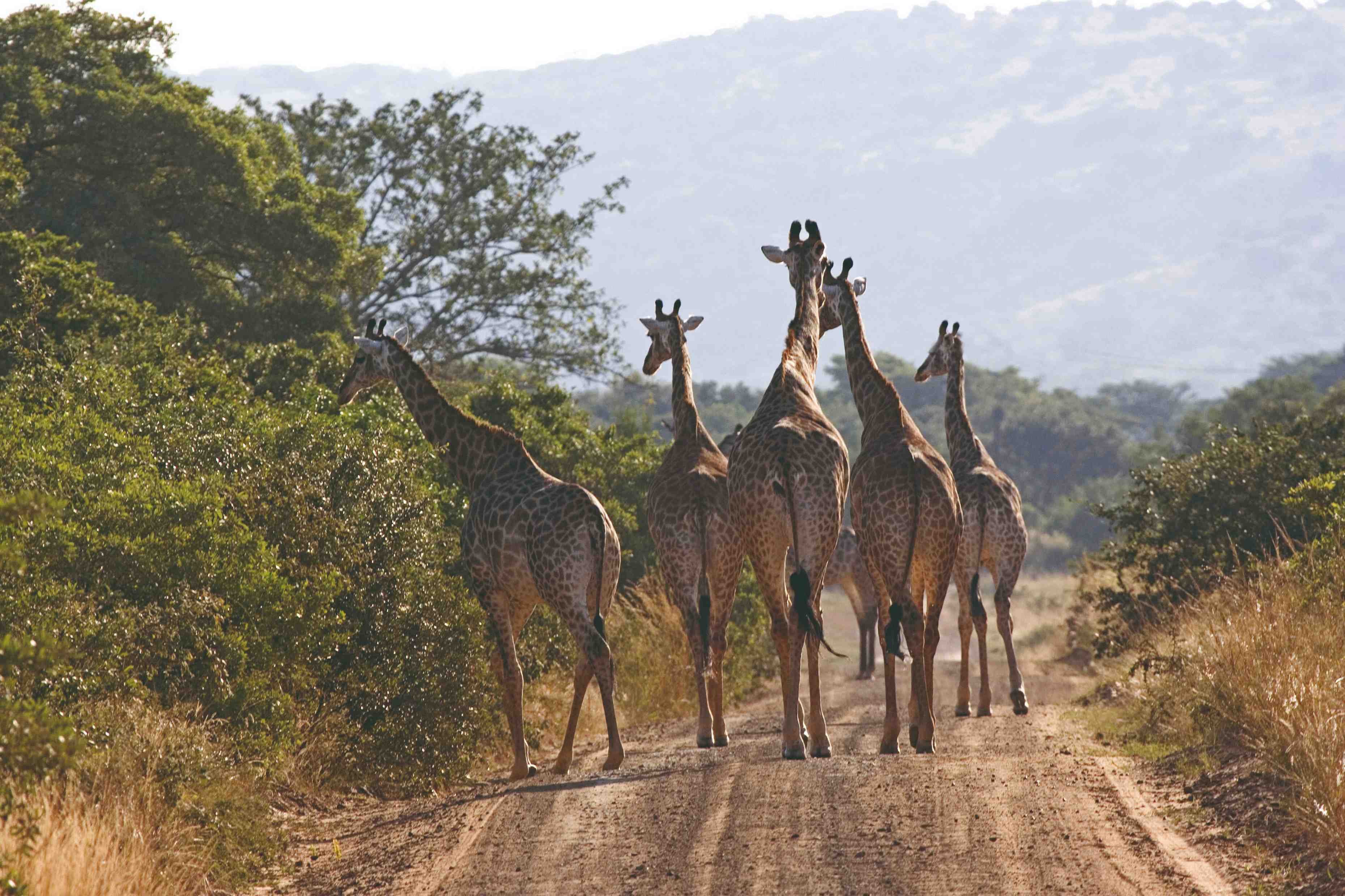 Un premier pas en Afrique du Sud - À la recherche des Big Five, puis en route pour Cape Town - À la recherche des Big Five puis en route pour Cape Twon