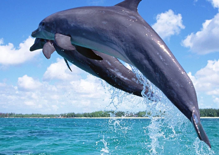 Essence of Kenya Safari - Diani – Marine Adventures - Photo of the day