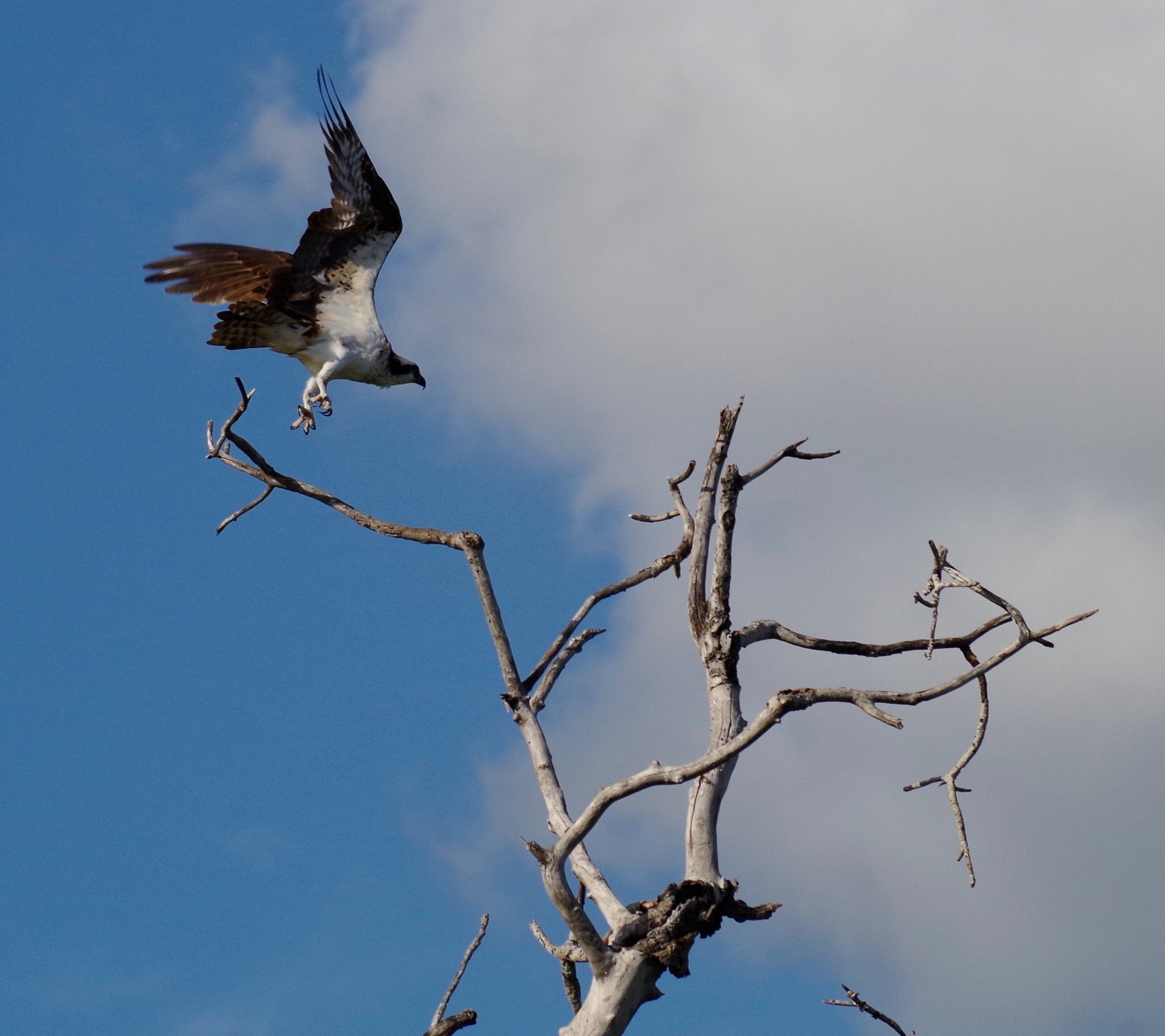 8 giorni a Bayahibe nella Repubblica Dominicana - Snorkeling all’Isola di Catalina in catamarano di lusso - Foto del giorno
