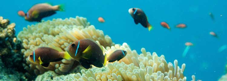 Lune de miel aux Maldives - Snorkeling et kayak - Snorkelling et Kayak