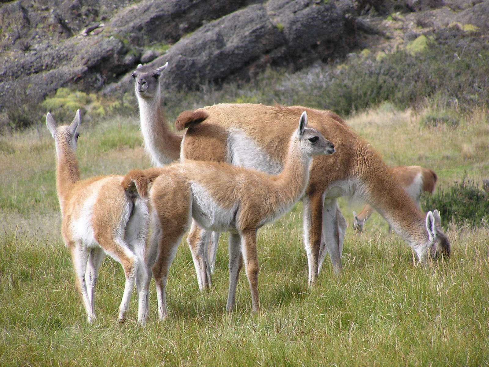 De l'Atacama à la Patagonie, 18 jours au Chili. - Parc national Torres del Paine - PARC NATIONAL TORRES DEL PAINE