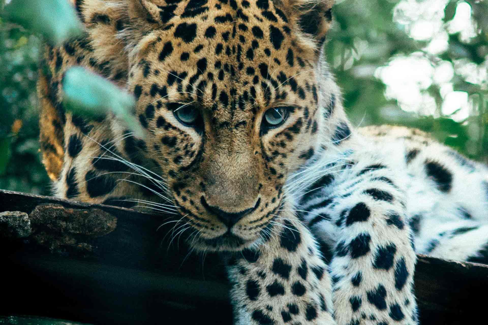 Spirituele reis naar Sri Lanka - Yala en Talalla (2u) - Yala et Talalla (2h)