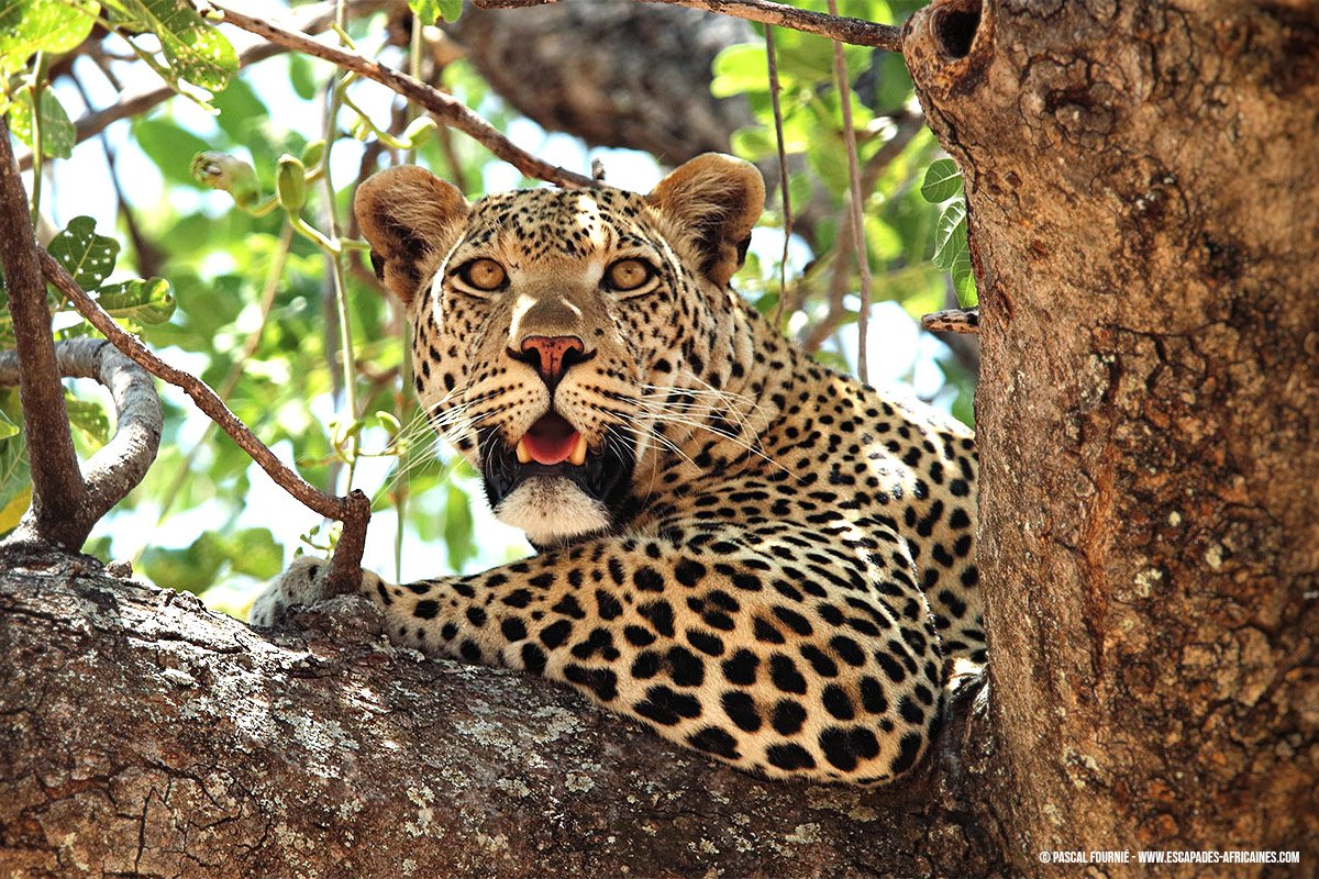 Safari en tierras olvidadas - Parque nacional de Ruaha - Femelle léopard à Ruaha