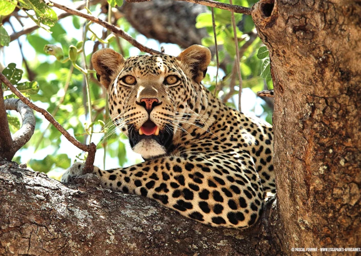 Safari en terres oubliées - Parc national de Ruaha - Femelle léopard à Ruaha