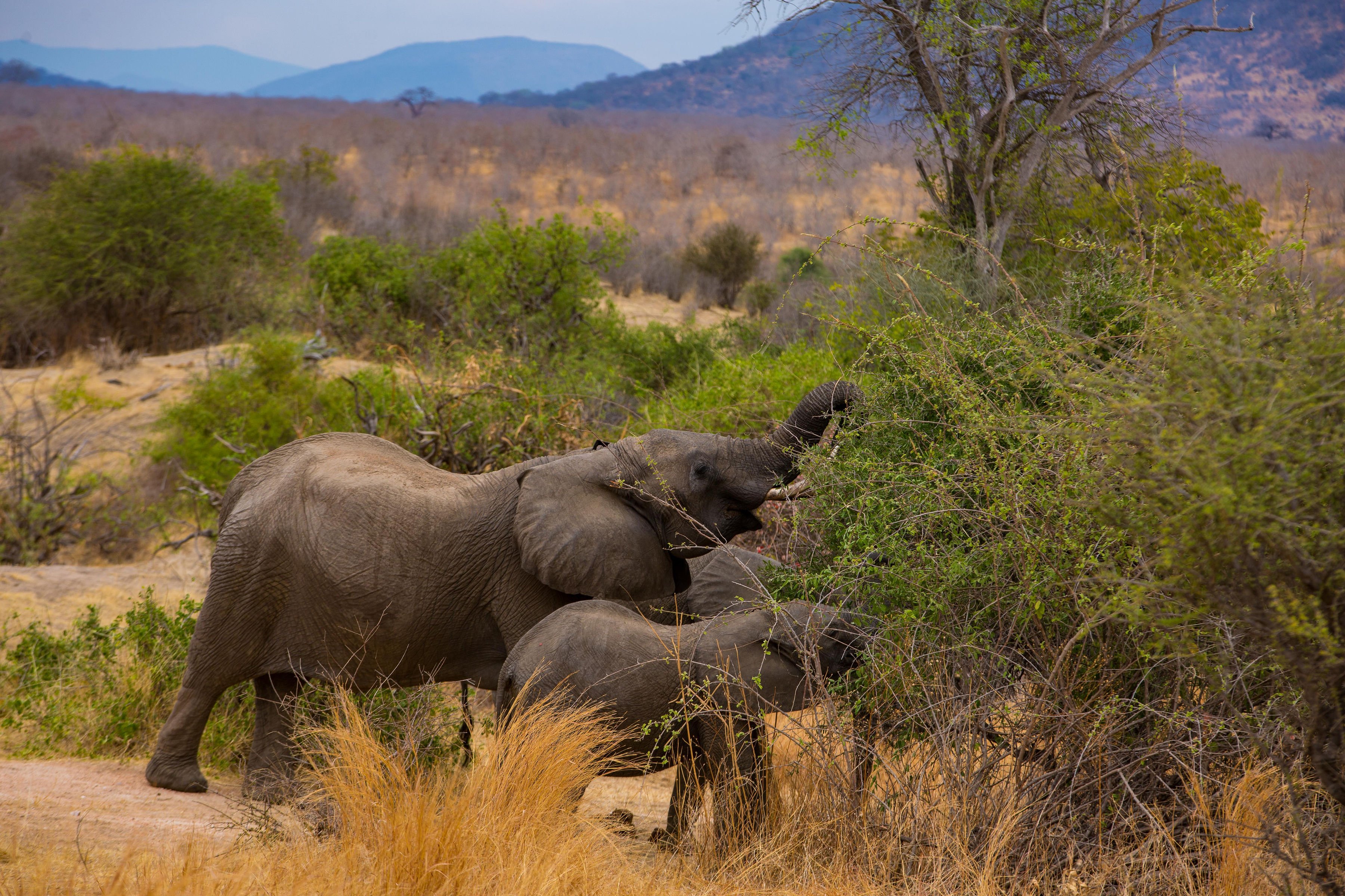 Safari de 9 jours de la Grande Migration des gnous du Serengeti - Parc national de Tarangire - Safari - Photo du jour