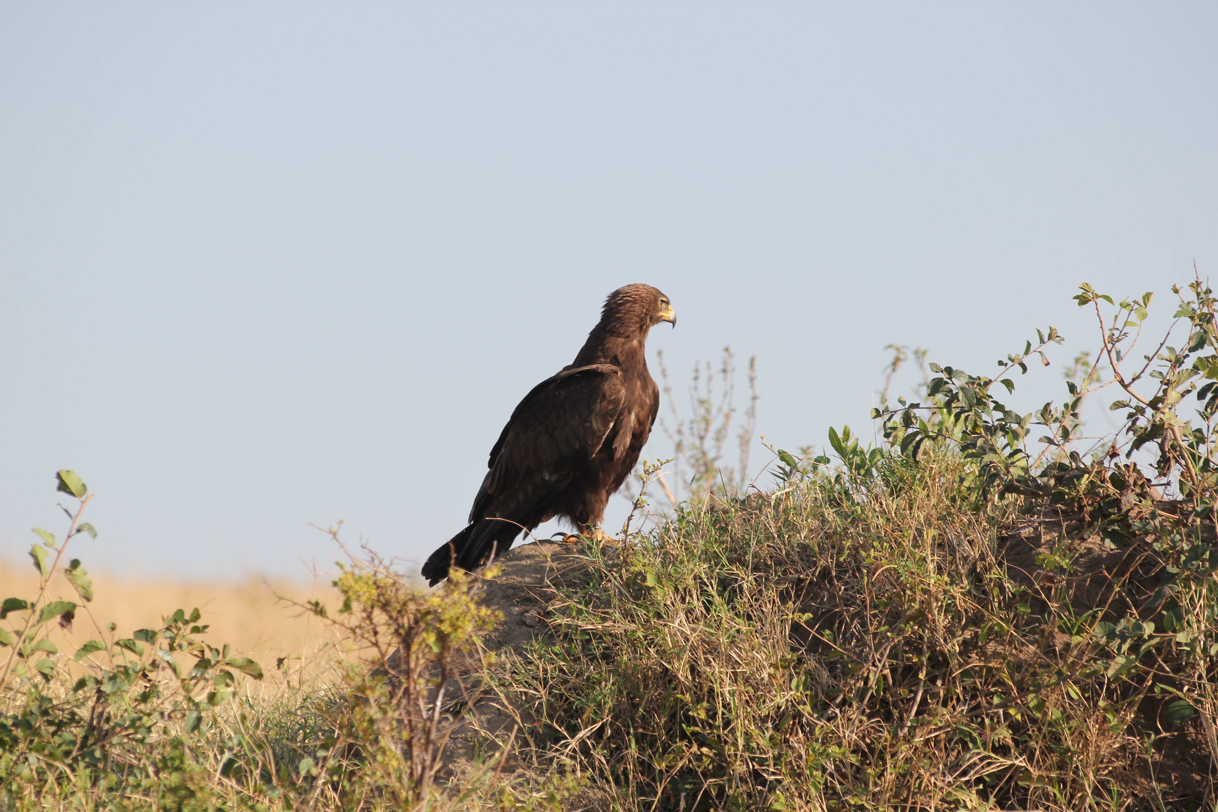 5-Day Mid-Range Kenya Safari - Departure - Photo of the day