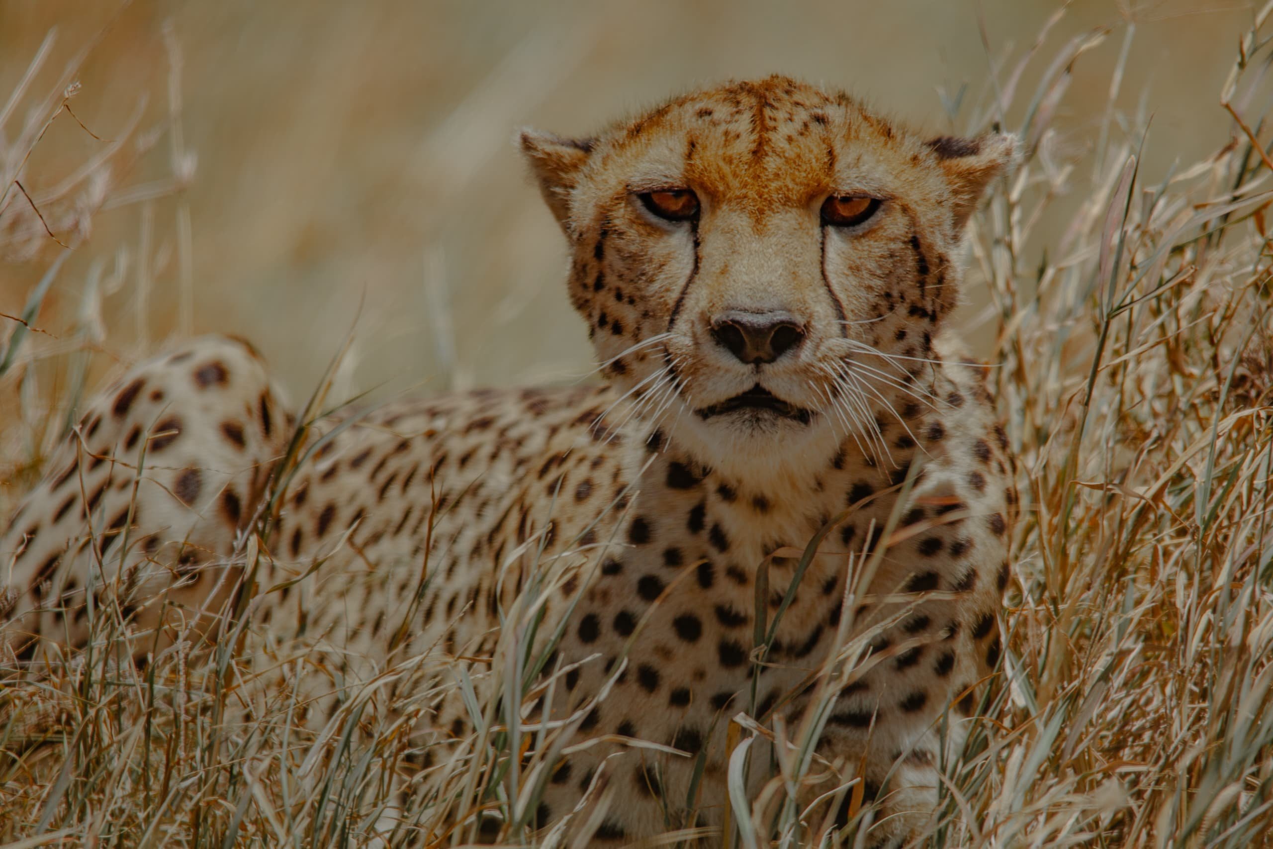 Escapade de lune de miel de luxe : Safari de 5 jours - Serengeti - L'Amour dans la nature sauvage - Photo du jour