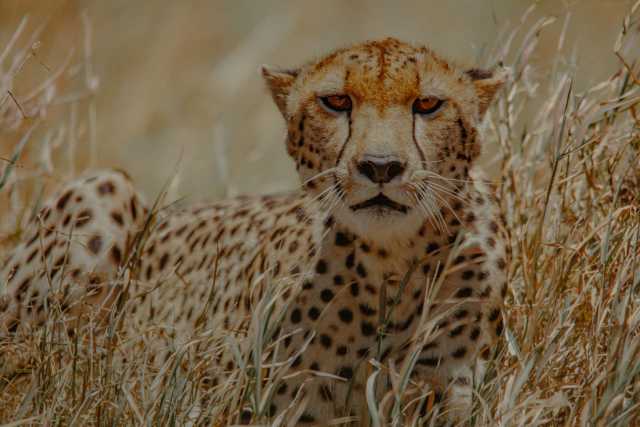 Escapade de lune de miel de luxe : Safari de 5 jours