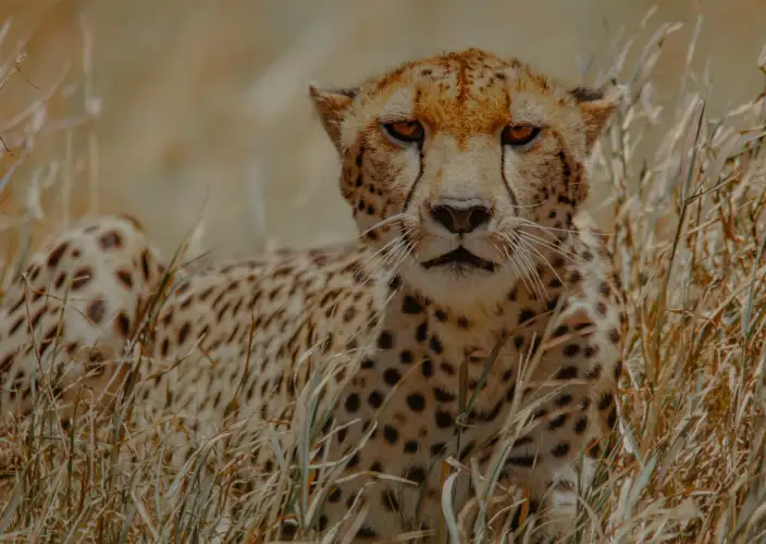 Escapade de lune de miel de luxe : Safari de 5 jours - Serengeti - L'Amour dans la nature sauvage - Photo du jour