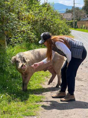 Cayambe Cóndor Express