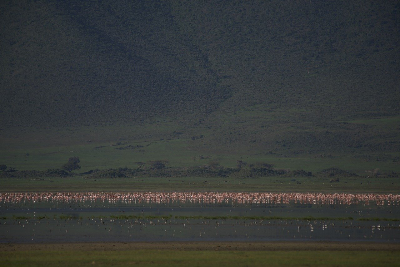 La traversée des gnous au Serengeti. - Lac Natron - Lac Natron