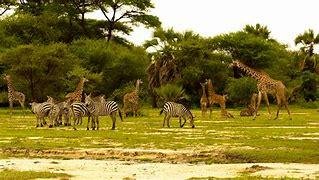 Aventure tanzanienne : 10 jours au cœur de la faune africaine - Arusha - Tarangire - Karatu - Arusha - Tarangire - Karatu