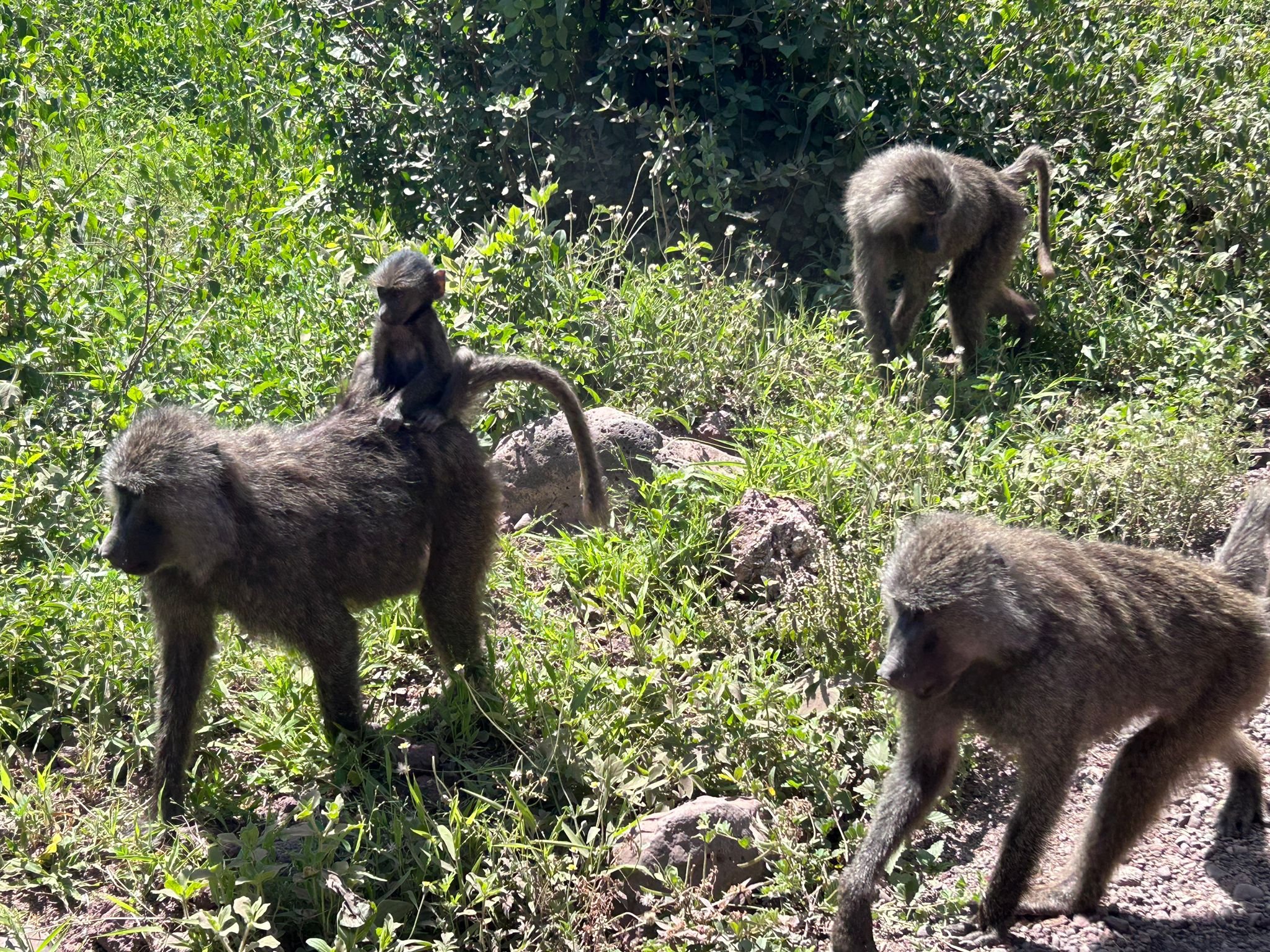 12 Jours d'Aventure Amoureuse Africaine – Safari & Zanzibar - Camping Meru - Photo du jour