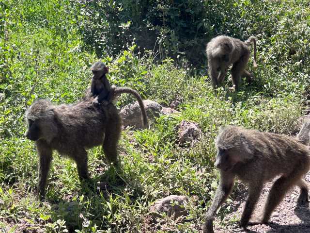 12 Jours d'Aventure Amoureuse Africaine – Safari & Zanzibar