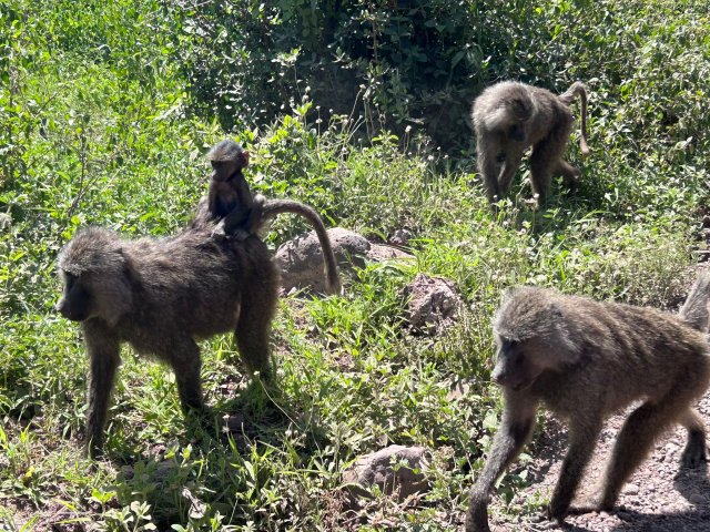 12 Jours d'Aventure Amoureuse Africaine – Safari & Zanzibar