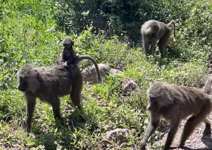 12 Días de Romance Africano – Safari y Zanzíbar - Meru Camping - Foto del día