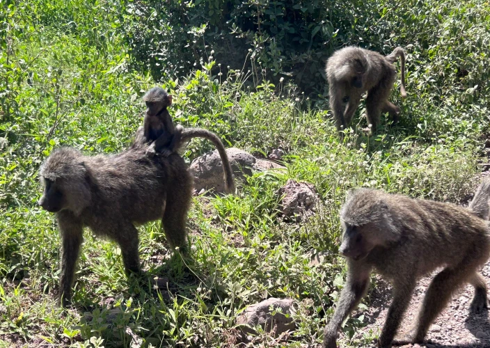 12 Days African Love Affair – Safari & Zanzibar - Meru Camping - Photo of the day