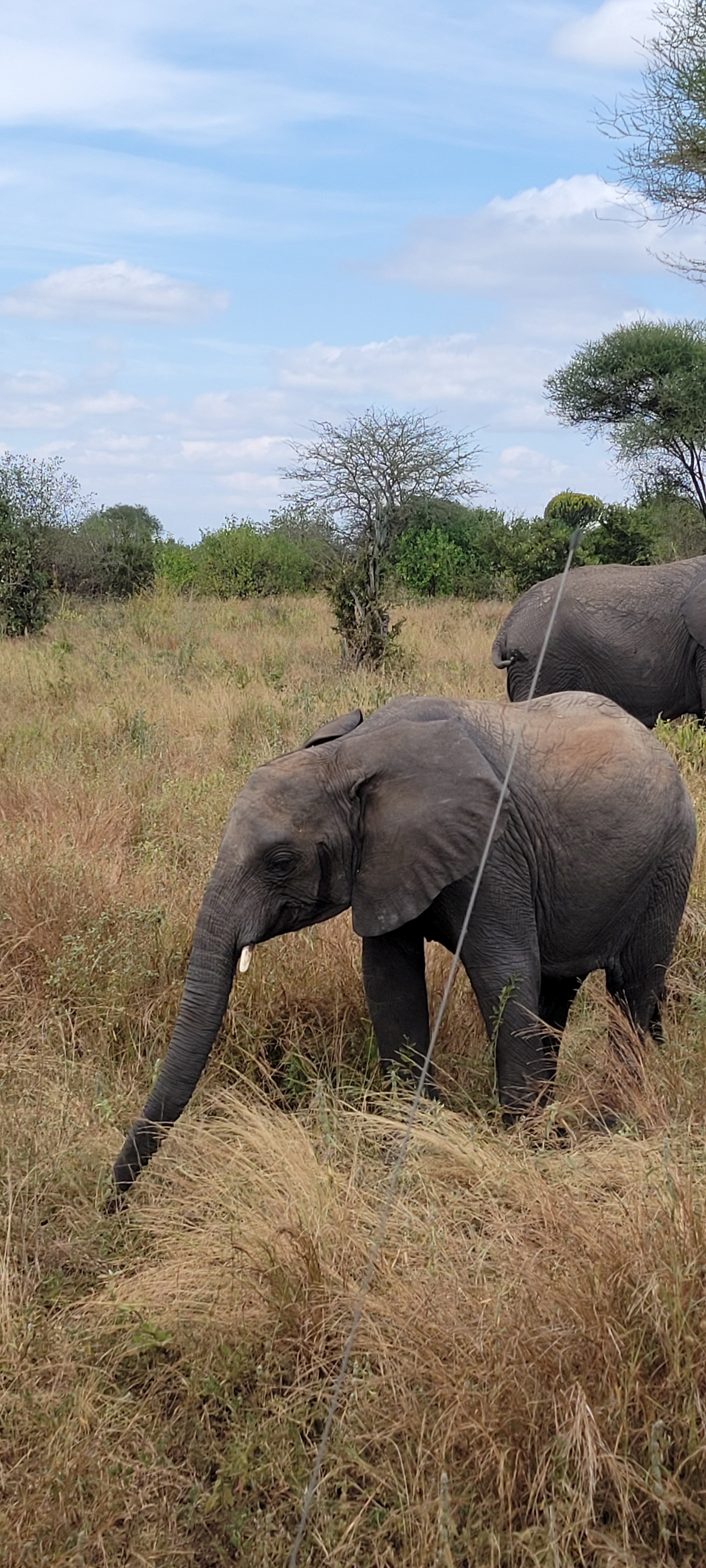 Unforgettable Adventure of Wilderness - Tarangire National Park - Photo of the day