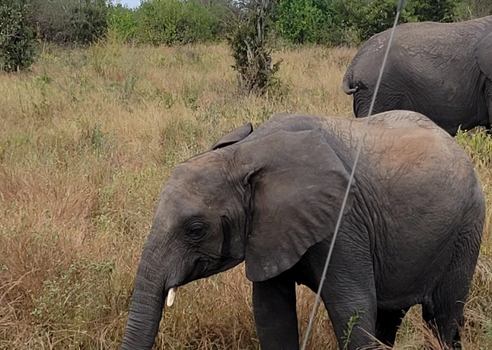 Aventure inoubliable dans la nature sauvage - Parc national de Tarangire - Photo du jour