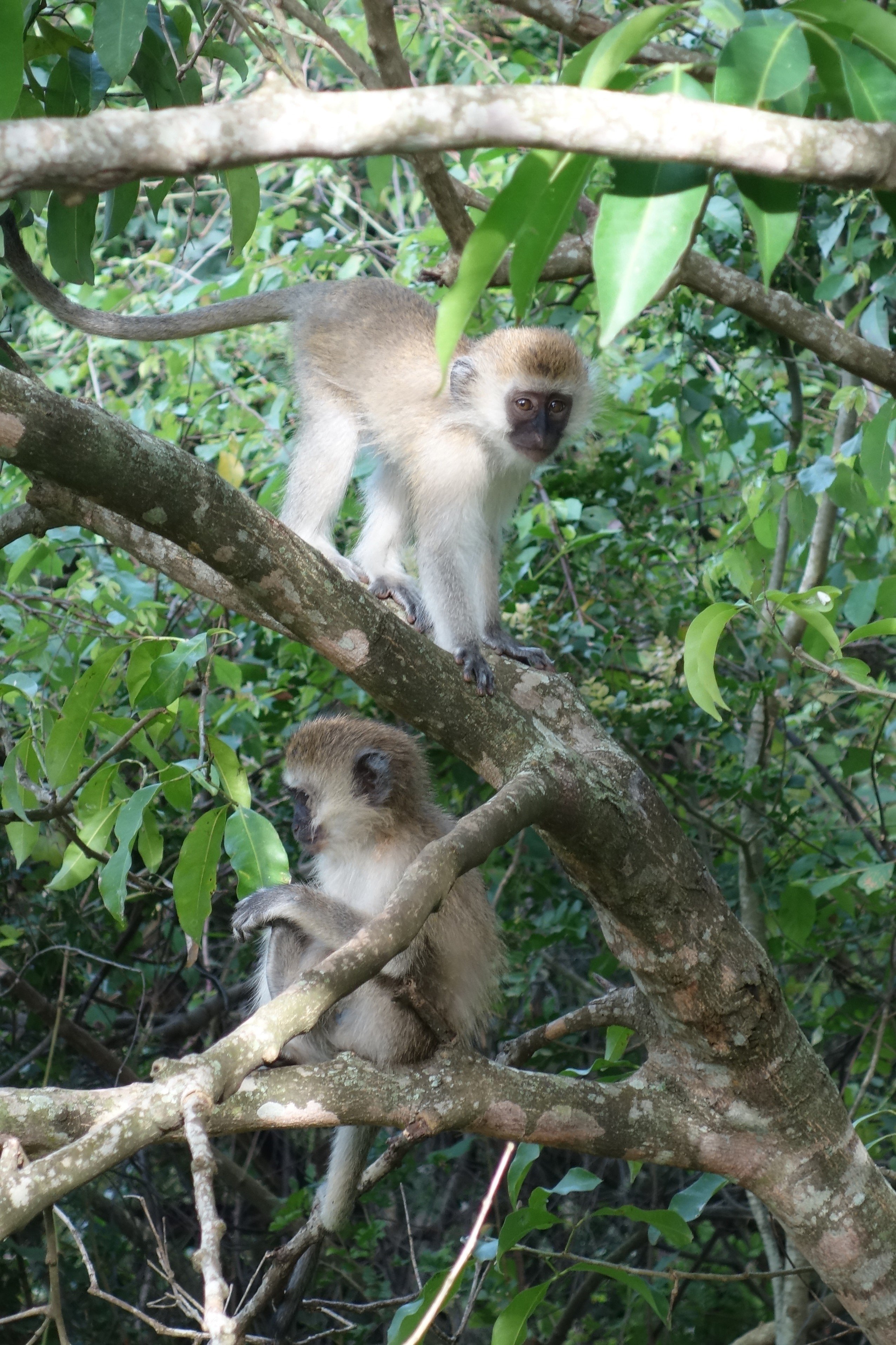 14-day adventure trip: discover Rwanda. - Hiking to the waterfalls and afternoon hike with the colobus monkeys. - Randonnée dans les chutes d'eau et randonnée l'après-midi chez les singes colobes
