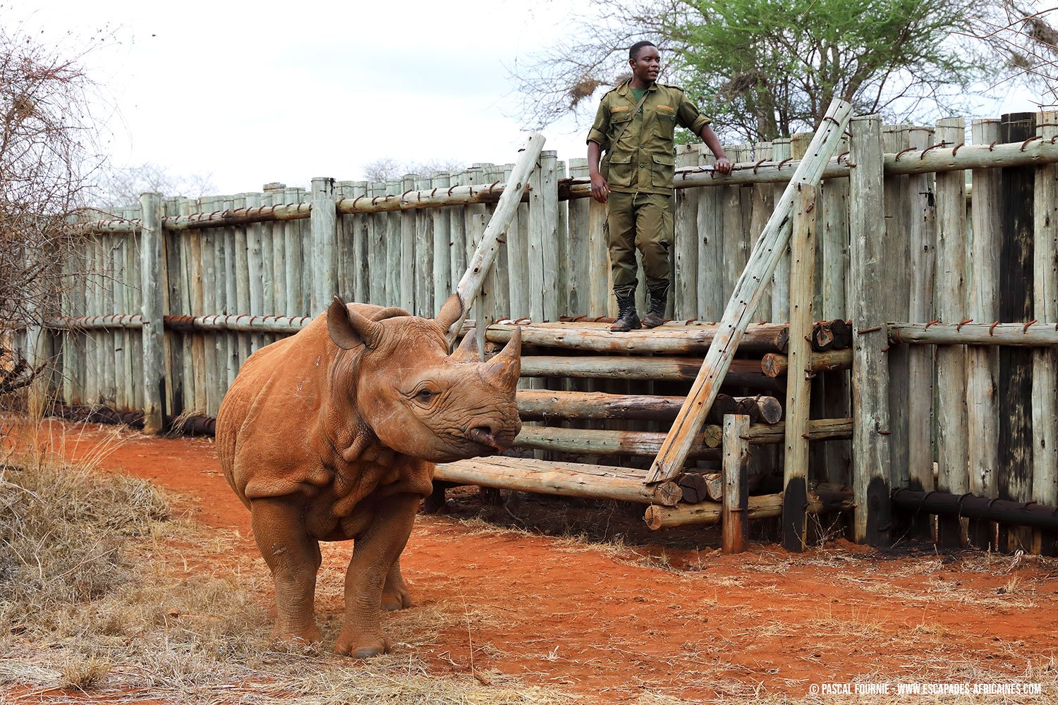 Tanzania Safari Esencial - Parque nacional de Mkomazi - Photo du jour