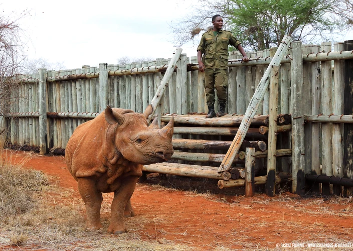 Tanzanie Safari Essentiel - Parc national de Mkomazi - Photo du jour