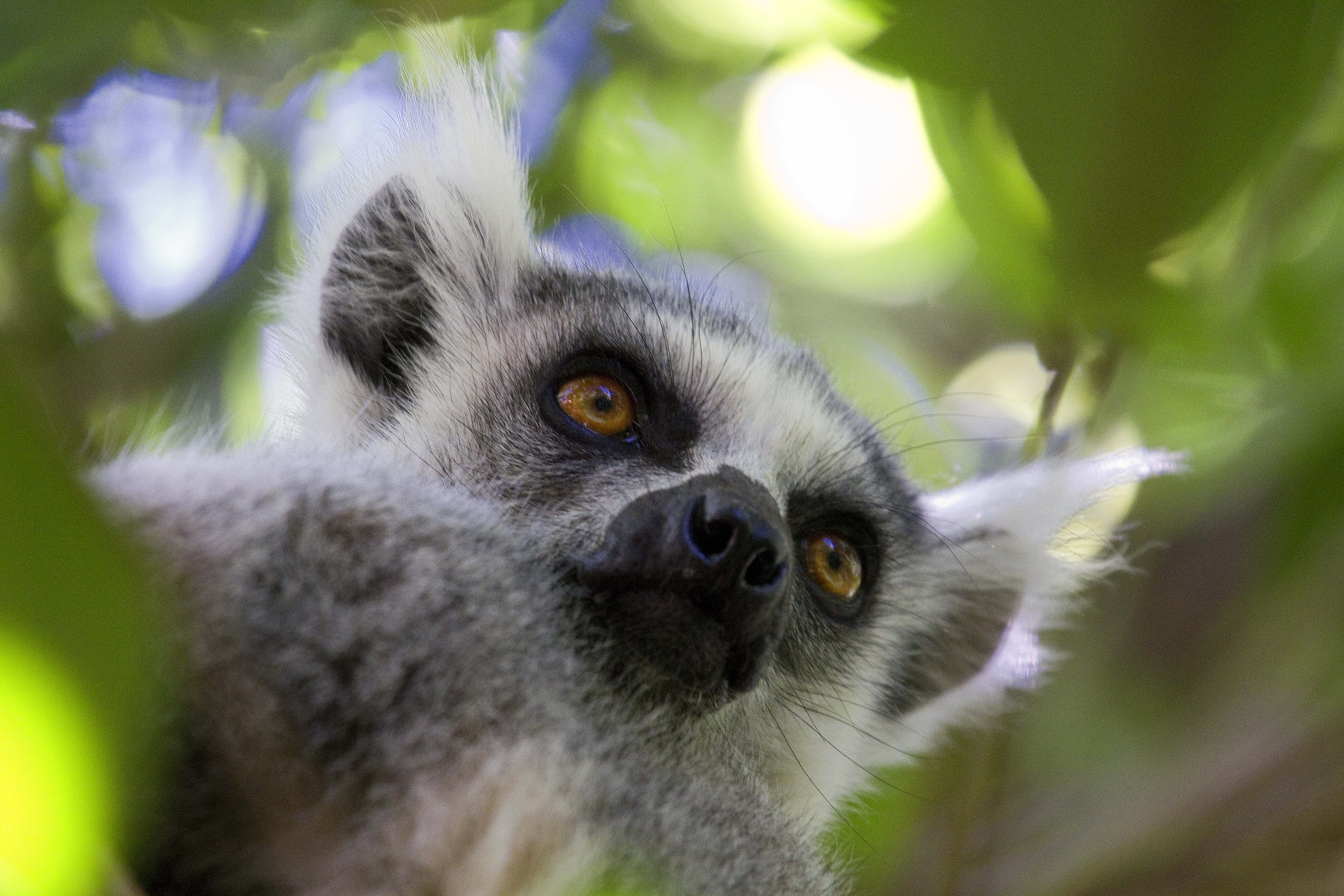 Los secretos de la Ruta Nacional 7 de Madagascar - Antananarivo - Andasibe - Vohimana (B, D) - Antananarivo - Andasibe - Vohimana (B, D)
