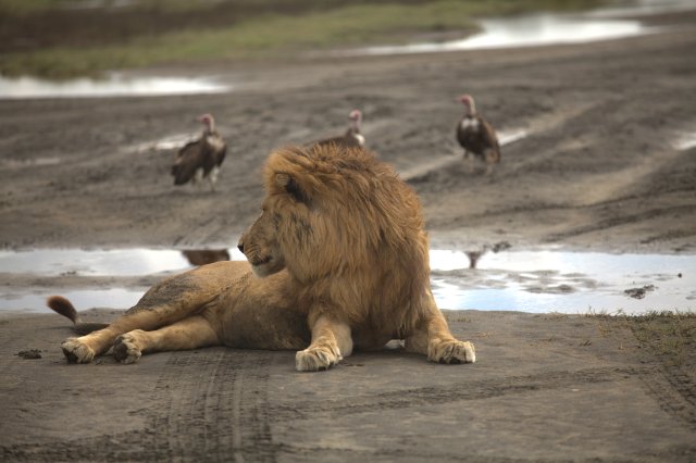 Safari de 4 jours de traversée de la rivière Mara par les gnous