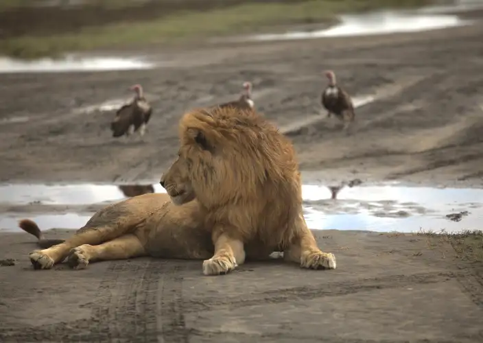 Safari di 4 giorni per l'attraversamento del fiume Mara da parte degli gnu - Volo da Arusha al Serengeti Settentrionale – Safari lungo il fiume Mara - Foto del giorno