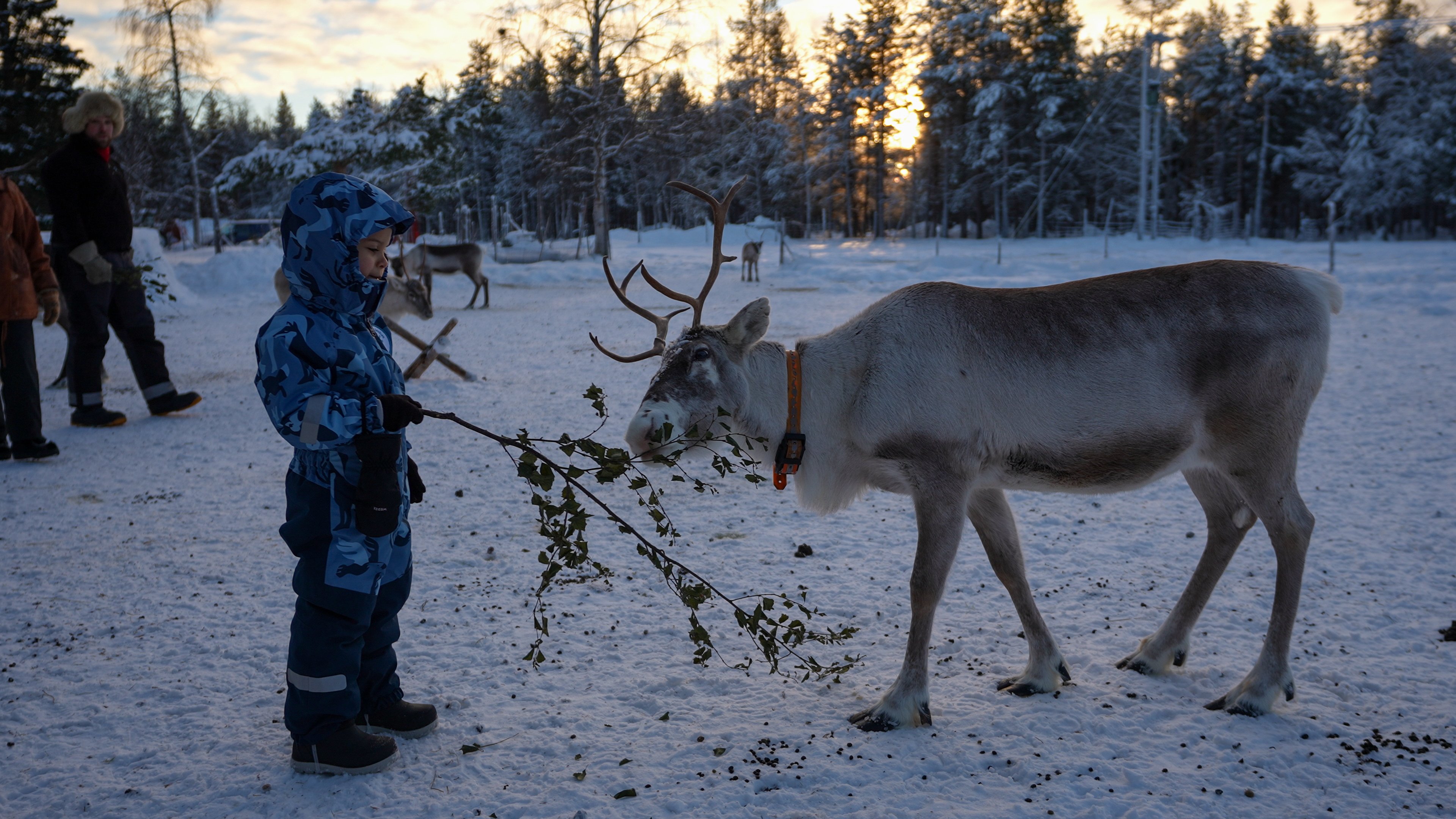 Estadia em família na Lapónia finlandesa - Encontro com as renas & cultura sámi - Foto do dia