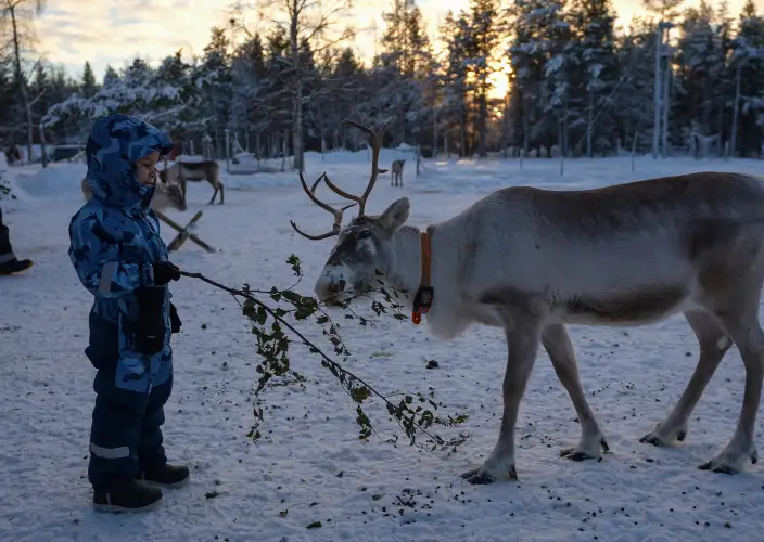 Estadia em família na Lapónia finlandesa - Encontro com as renas & cultura sámi - Foto do dia