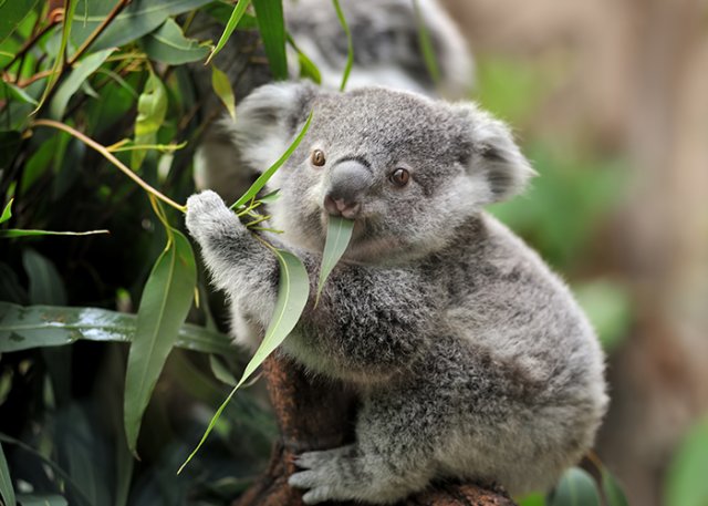 Campervan Hire - Sydney to Brisbane