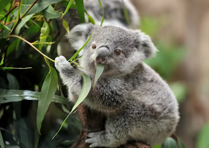 Wohnmobilvermietung - Sydney nach Brisbane - Der Ruins Campground nach Crescent Head - Tagesfoto