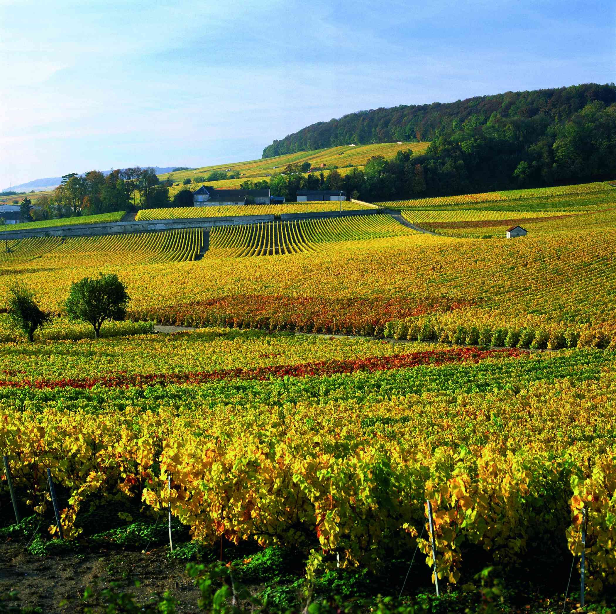 Gastronomie en wijn - Een dag in de Champagne - Une journée en Champagne
