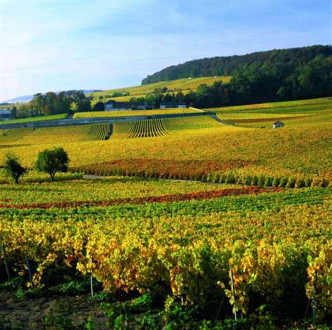 Gastronomie und Wein