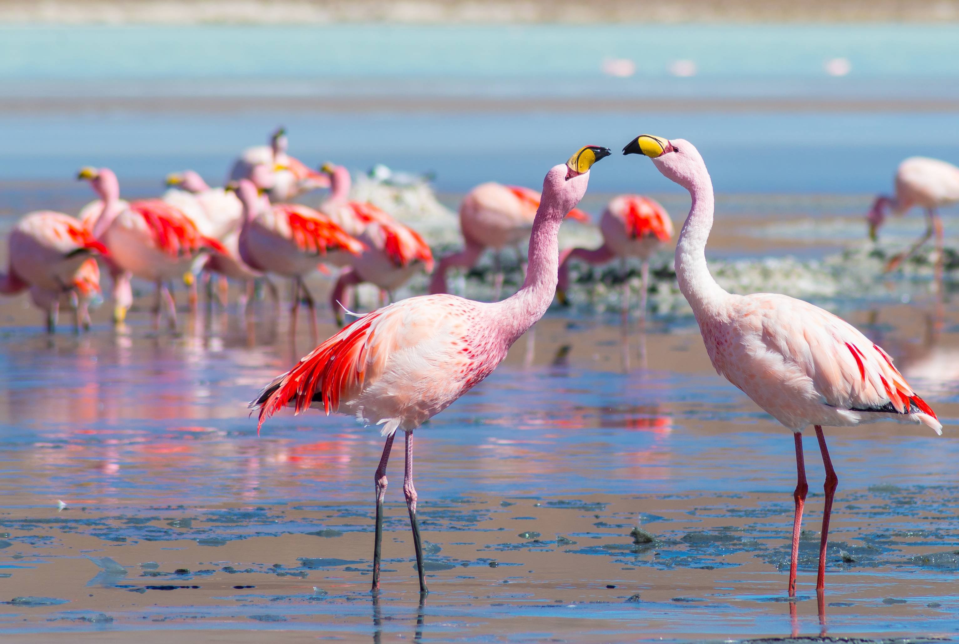 De niet te missen bezienswaardigheden van Bolivia: we zullen (bijna) alles gezien hebben! - Uyuni - Villamar - Uyuni- Villamar