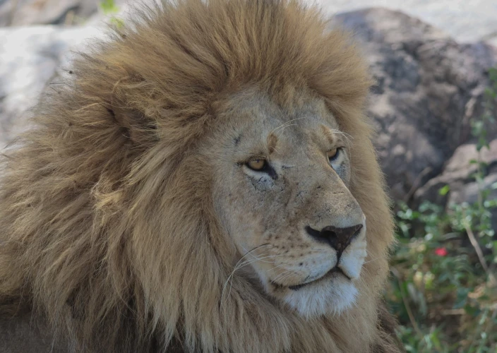 7 Days Tanzania Big Five Safari - Serengeti National Park - Ngorongoro Crater - FB - Photo of the day