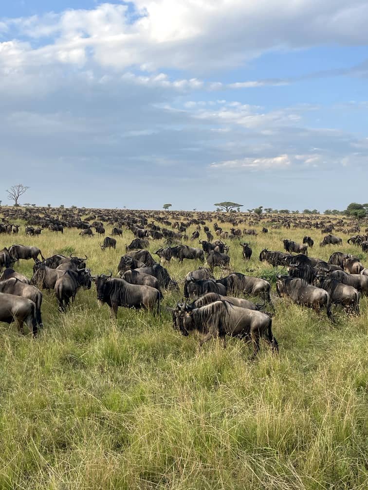 Safari de 8 días por la vida salvaje de Tanzania y la temporada de parto - Ngorongoro – Área de Ndutu (Serengeti Sur) - Foto del día