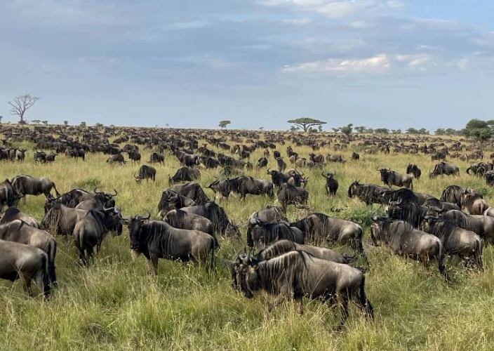 Safari de 8 días por la vida salvaje de Tanzania y la temporada de parto - Ngorongoro – Área de Ndutu (Serengeti Sur) - Foto del día