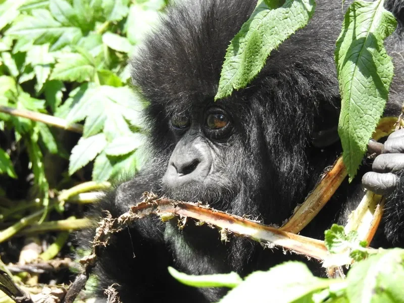 Rastreo exprés de gorilas de montaña de 2 días - Rastreo de gorilas - Foto del día