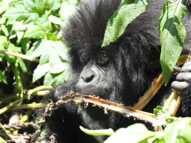 Rastreo exprés de gorilas de montaña de 2 días