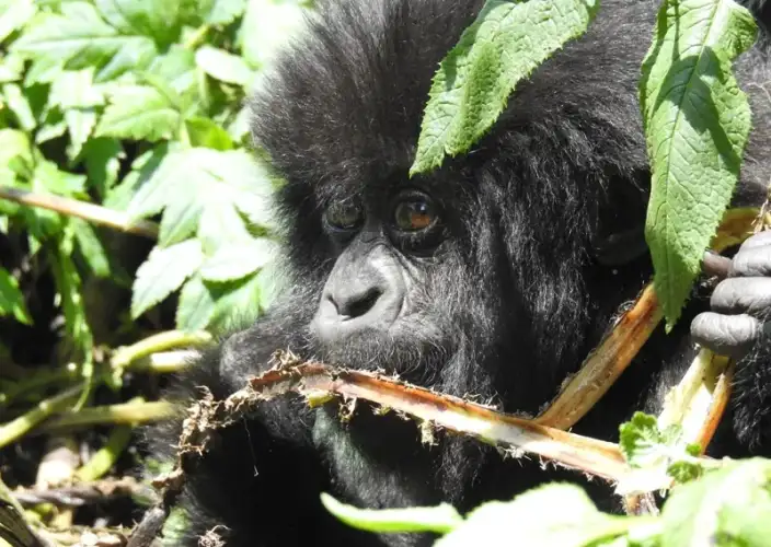 Rastreamento Expresso de Gorilas da Montanha de 2 Dias - Rastreamento de Gorilas - Foto del día