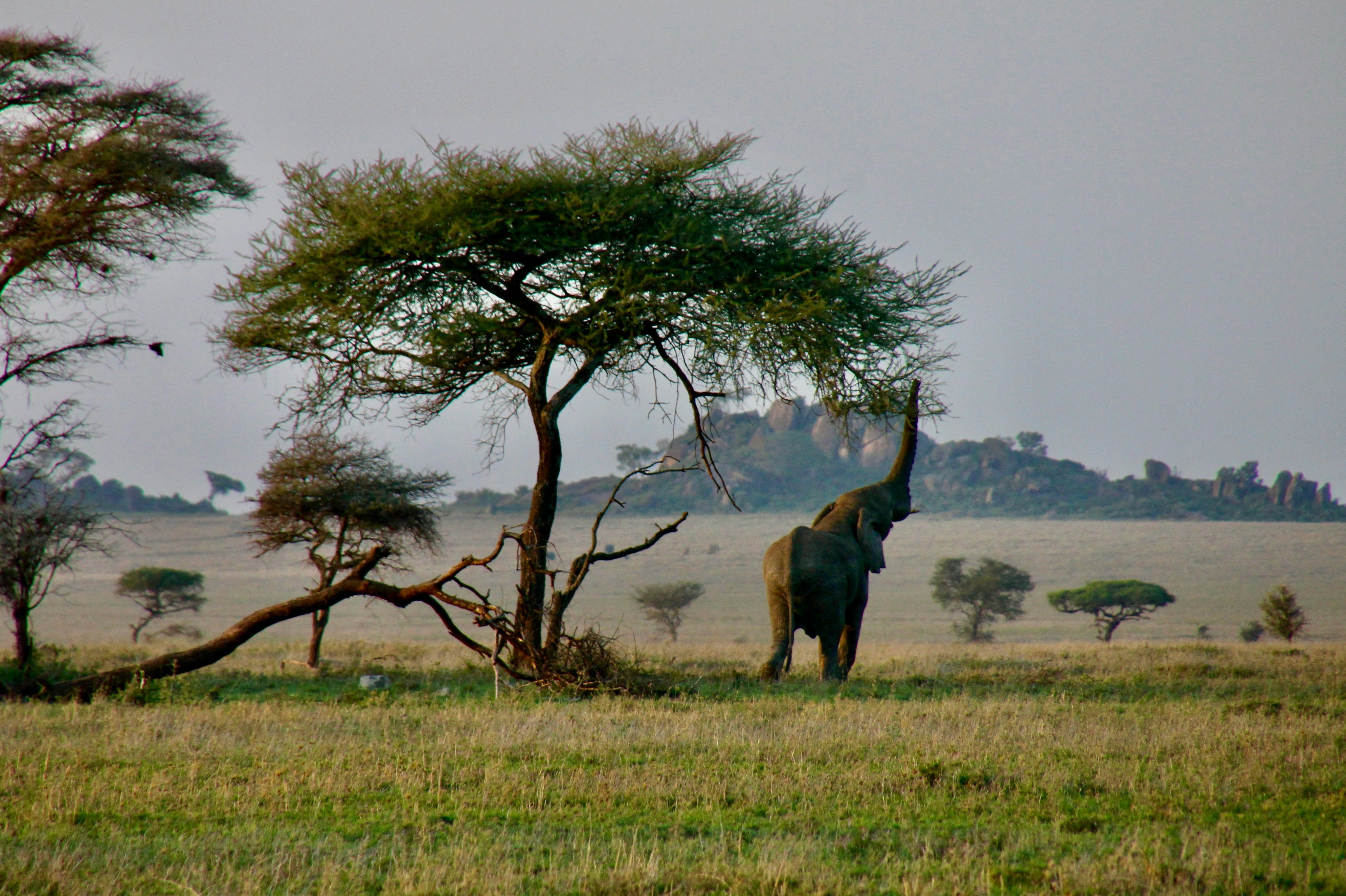 21-tägige Große Ostafrika-Expedition - Transfer zum Mgahinga-Nationalpark über den Echuya-Wald - Tagesfoto